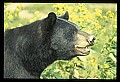 10010-00300-Black Bear.jpg