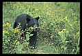10010-00301-Black Bear.jpg