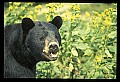 10010-00303-Black Bear.jpg