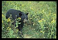 10010-00304-Black Bear.jpg