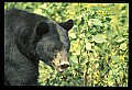 10010-00307-Black Bear.jpg