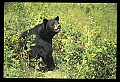 10010-00308-Black Bear.jpg