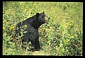 10010-00309-Black Bear.jpg