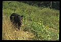 10010-00310-Black Bear.jpg