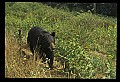 10010-00311-Black Bear.jpg