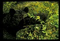 10010-00315-Black Bear.jpg