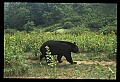 10010-00316-Black Bear.jpg