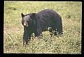 10010-00317-Black Bear.jpg