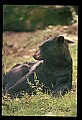 10010-00322-Black Bear.jpg