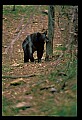 10010-00327-Black Bear.jpg
