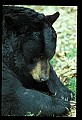 10010-00333-Black Bear.jpg