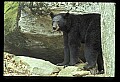 10010-00336-Black Bear.jpg