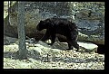 10010-00337-Black Bear.jpg