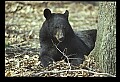 10010-00345-Black Bear.jpg