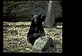 10010-00346-Black Bear.jpg