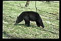 10010-00348-Black Bear.jpg