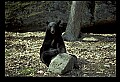 10010-00349-Black Bear.jpg