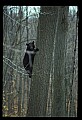 10010-00351-Black Bear.jpg