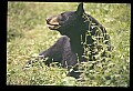 10010-00352-Black Bear.jpg