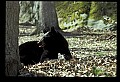 10010-00353-Black Bear.jpg