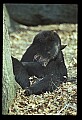 10010-00354-Black Bear.jpg