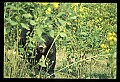 10010-00358-Black Bear.jpg