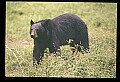 10010-00360-Black Bear.jpg