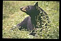 10010-00362-Black Bear.jpg