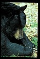 10010-00364-Black Bear.jpg
