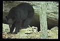 10010-00365-Black Bear.jpg