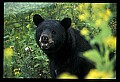 10010-00393-Black Bear.jpg