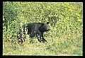 10010-00394-Black Bear.jpg