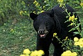 10010-00395-Black Bear.jpg