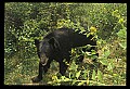 10010-00397-Black Bear.jpg