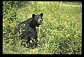 10010-00398-Black Bear.jpg