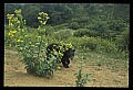 10010-00399-Black Bear.jpg