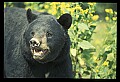 10010-00400-Black Bear.jpg