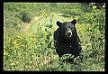 10010-00401-Black Bear.jpg