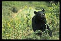 10010-00402-Black Bear.jpg
