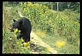 10010-00404-Black Bear.jpg