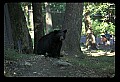 10010-00405-Black Bear.jpg