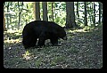10010-00406-Black Bear.jpg