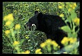 10010-00410-Black Bear.jpg