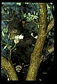 10011-00001-Black Bear Cubs-Ursus americanus.jpg