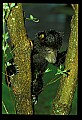 10011-00002-Black Bear Cubs-Ursus americanus.jpg