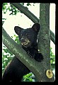 10011-00004-Black Bear Cubs-Ursus americanus.jpg