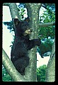 10011-00006-Black Bear Cubs-Ursus americanus.jpg