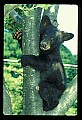 10011-00007-Black Bear Cubs-Ursus americanus.jpg