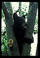 10011-00008-Black Bear Cubs-Ursus americanus.jpg