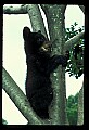 10011-00009-Black Bear Cubs-Ursus americanus.jpg